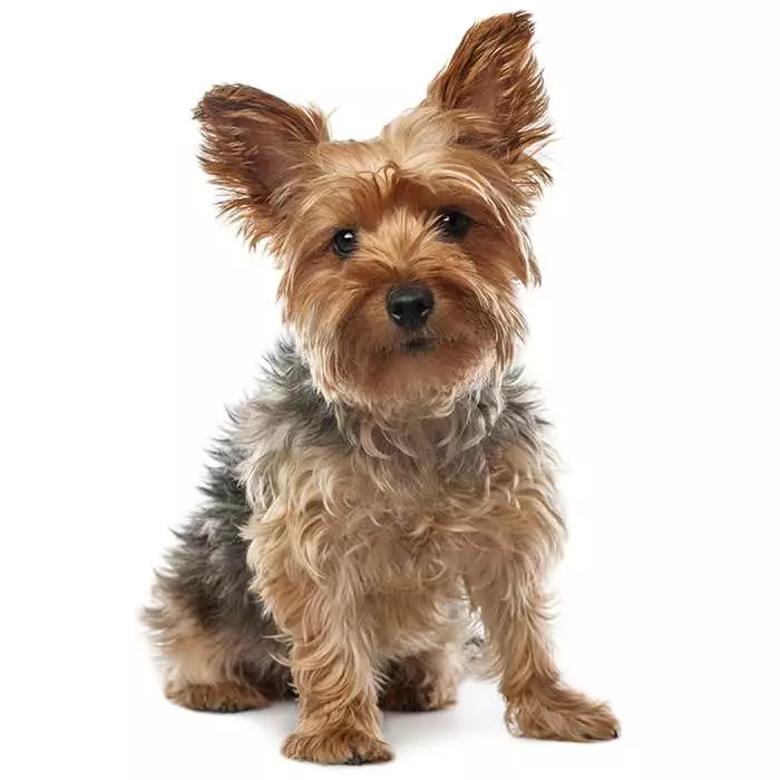 yorkshire terrier dog breeds