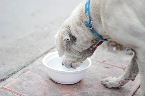 Best dog food for addison's outlet disease