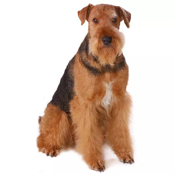 terrier dog breed chart