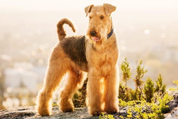 Airedale Terrier standing outdoors on a rock