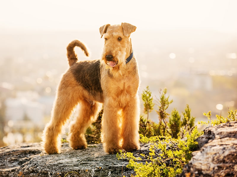 Airedale Terrier Bow Wow Meow Pet Insurance