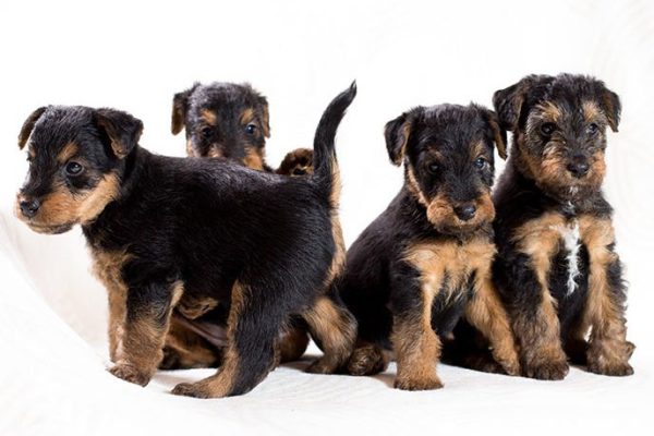 Airedale Terrier puppies pose for the photograph