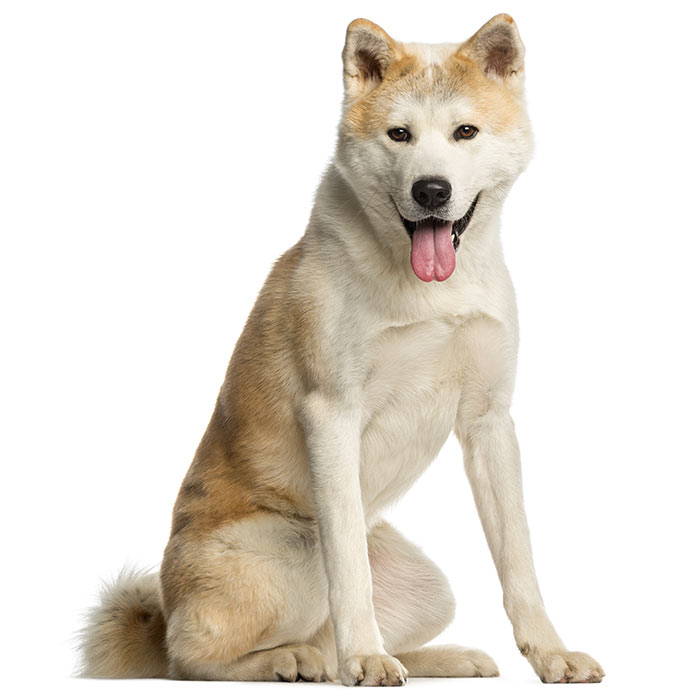 what are the main breeds of dogs