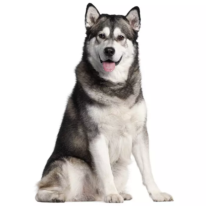 Pictures of different store types of dogs