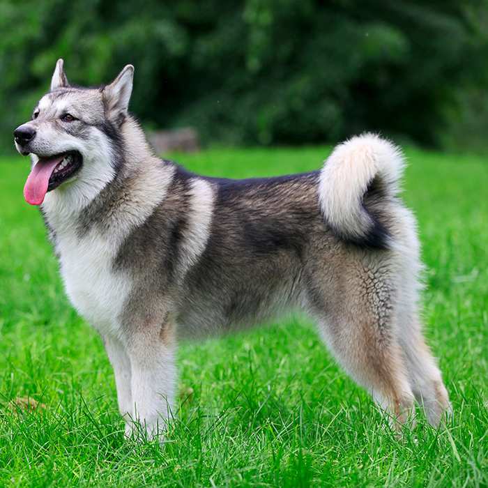 popular big dog breeds