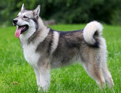 Alaskan Malamute standing outside in the grass