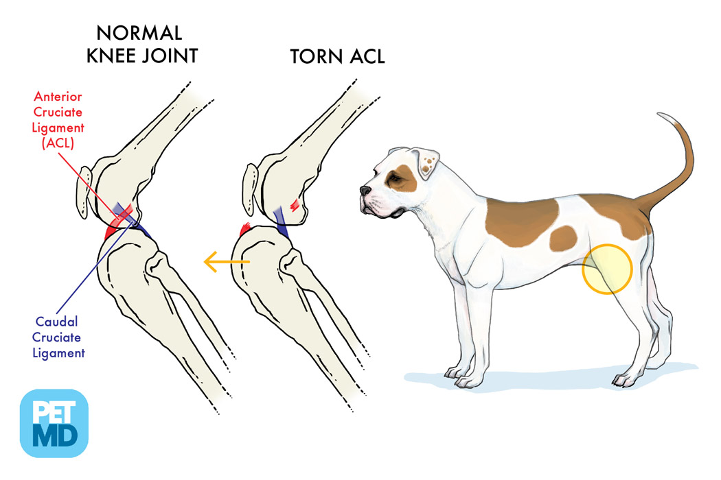 Normal knee joint versus torn ACL. Cruciate disease in dogs. Cruciate ligament dog, cruciate ligament tear dog.