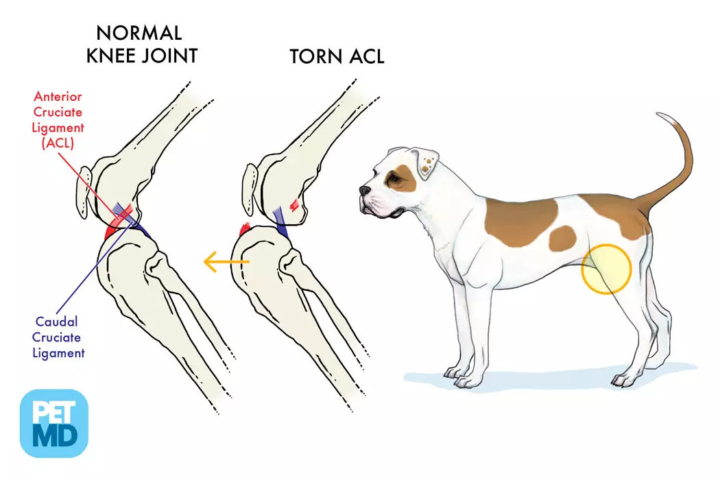 Normal knee joint versus torn ACL. Cruciate disease in dogs. Cruciate ligament dog, cruciate ligament tear dog.