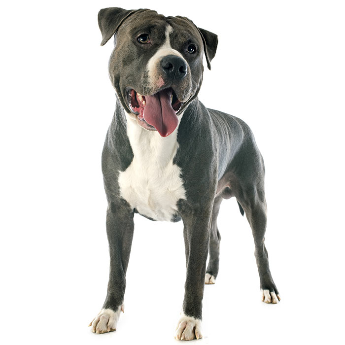 Staffy Dog Breed Information | Temperament & Health