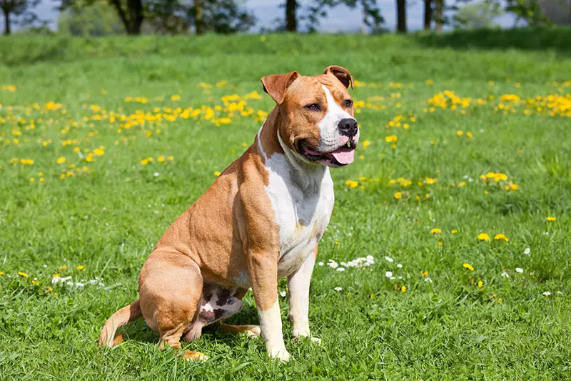 amstaff weight