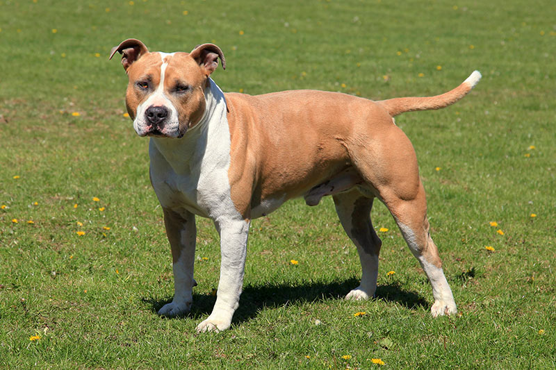 american-staffordshire-terrier-amstaff-american-staffy-adult-standing-in-meadow American Staffordshire Bow Wow Meow Pet Insurance