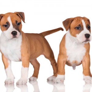 best family dog breeds medium