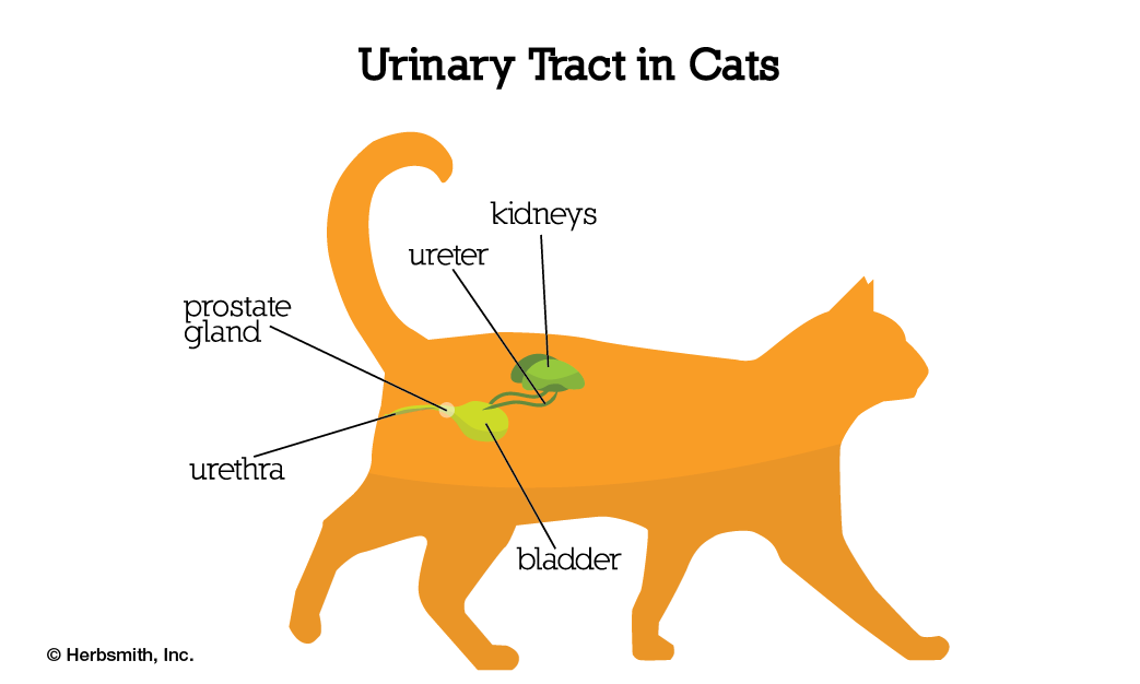Feline lower urinary tract disease (FLUTD). Urinary tract in cats.