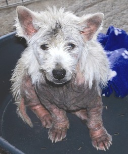 Severe, chronic case of atopic dermatitis (Source: http://www.county-vets.co.uk/veterinary-services/small-animals/dogs/itchy-pet/)