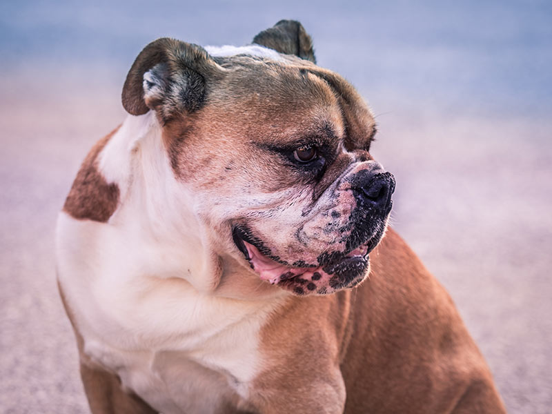 aussie-bulldog-portrait-on-beach Australian Bulldog Bow Wow Meow Pet Insurance