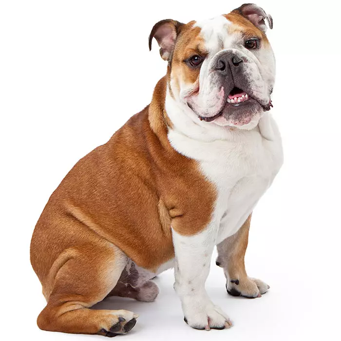 bulldog dog breed