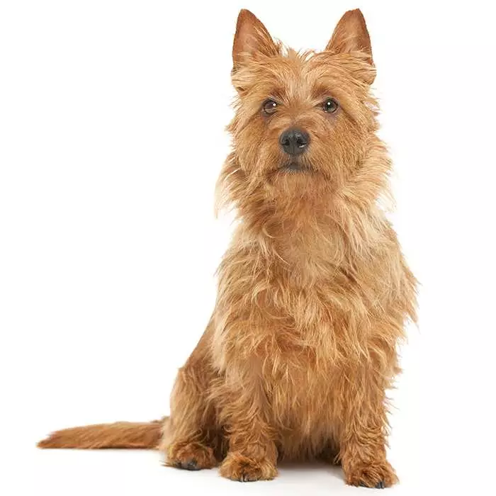 terrier dog breed chart