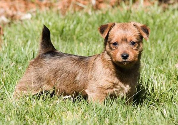 australian-aussie-terrier-puppy-standing-in-grass