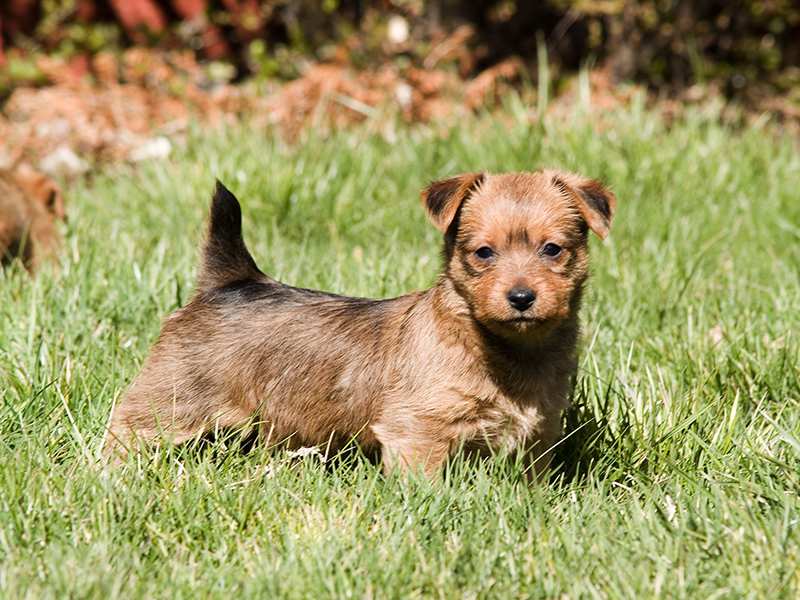 australian-aussie-terrier-puppy-standing-in-grass
