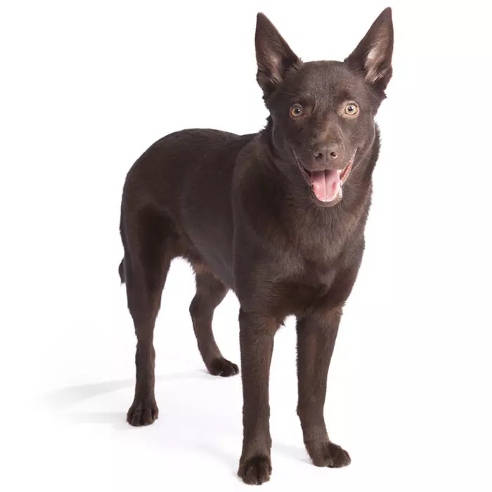 Australian store kelpie shedding