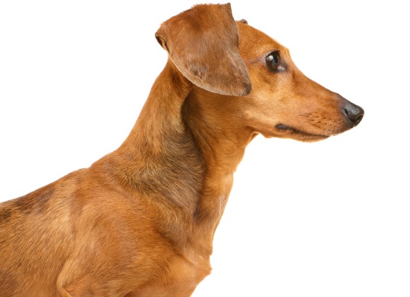 baldness-hormone-related-skin-disorders-dogs