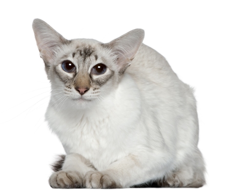 Balinese Cat Bow Wow Meow Pet Insurance