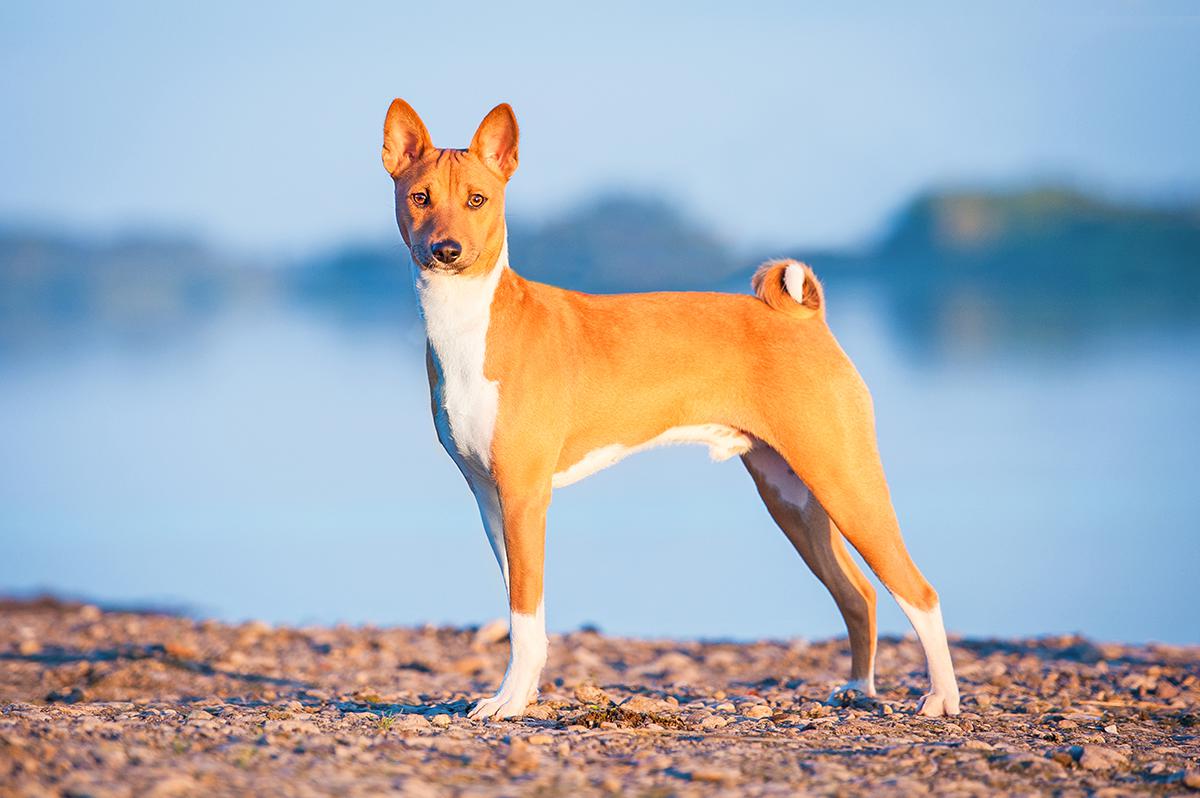 what is the normal protein level for dogs