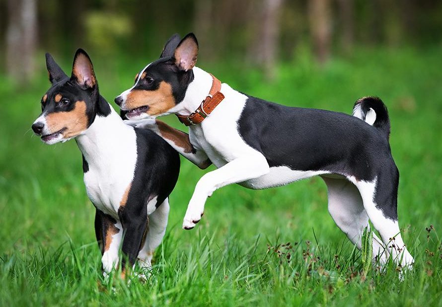 two basenji puppies playing