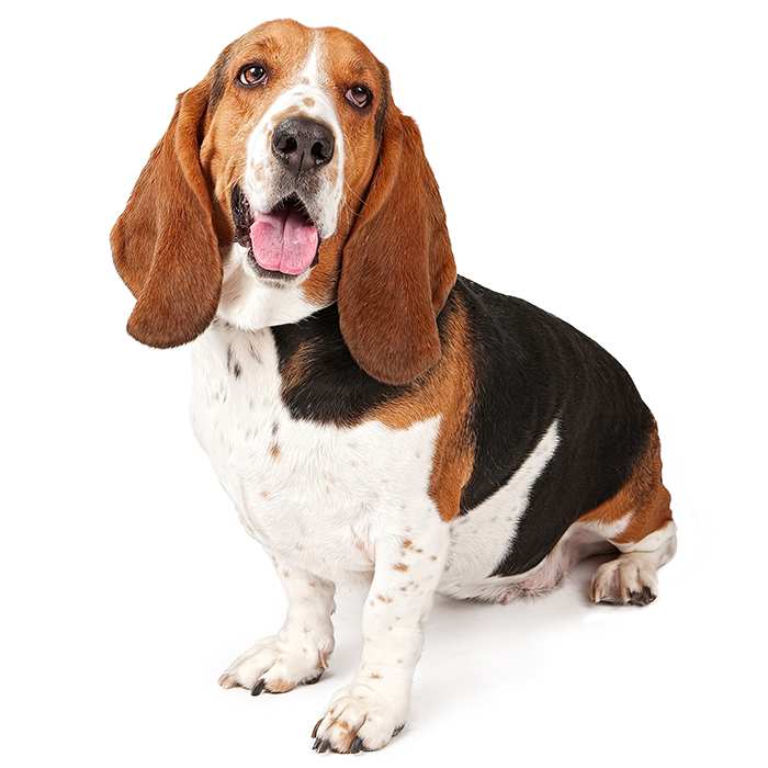 Basset Hound Dog Breed Information