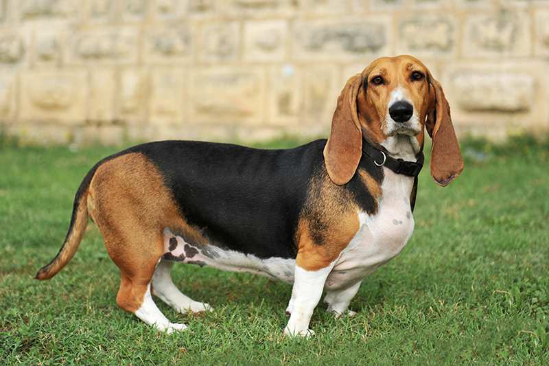basset-hound-adult-standing-on-lawn Basset Hound Bow Wow Meow Pet Insurance