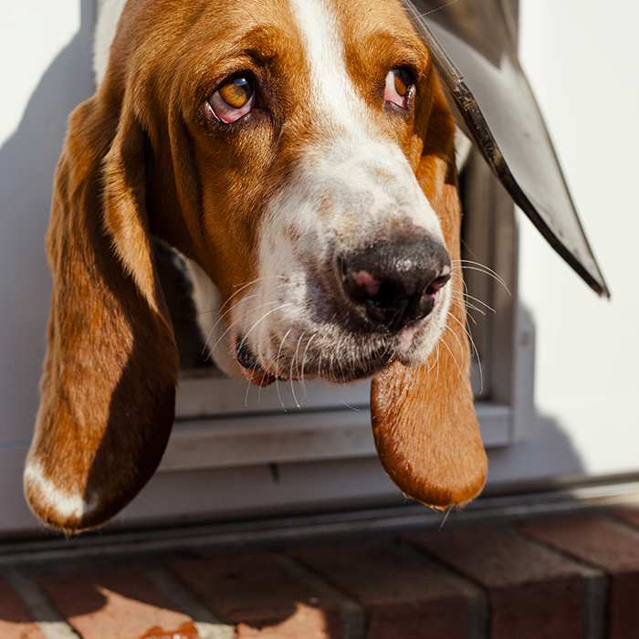 basset-hound-dog-peeping-out-of-a-dog-door