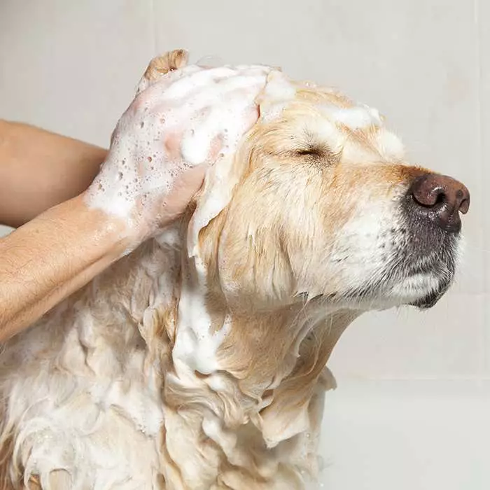 how to wash a dog