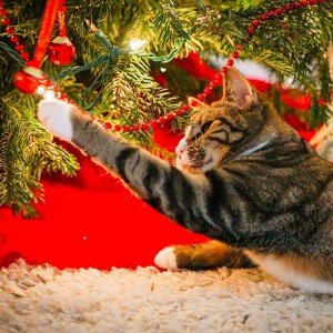 Pet Safety Tips: Keep your pets safe and happy this Christmas and New Years Eve