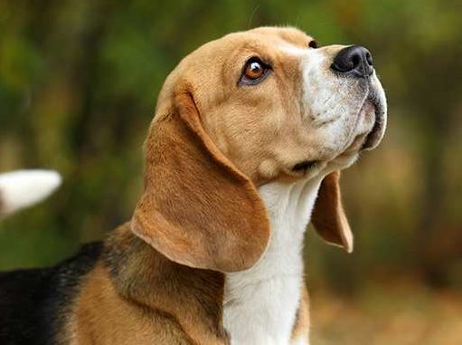 Beagle dog close up looking up and ahead