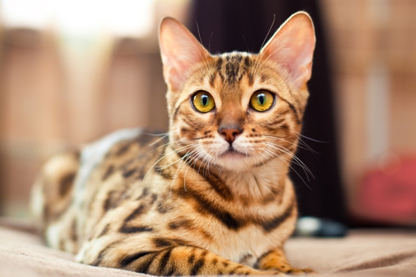 Bengal Cat Bow Wow Meow Pet Insurance