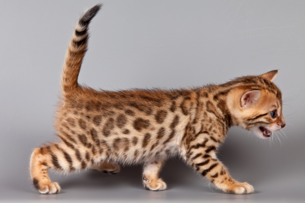 Bengal Kitten Bengal Cat Bow Wow Meow Pet Insurance