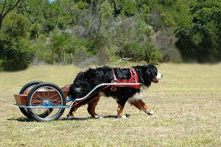 bernese-mountain-dog-pulling-cart