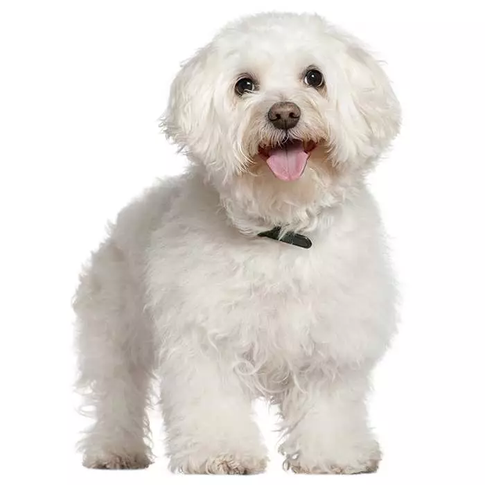 are bichon frise good pets