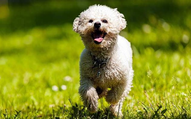 Bichon Frise dog breed Bow Wow Meow Pet Insurance