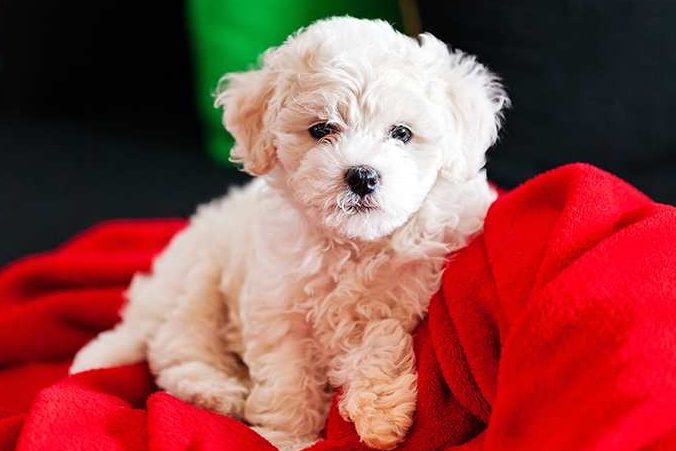 Bichon Frise dog breed Bow Wow Meow Pet Insurance