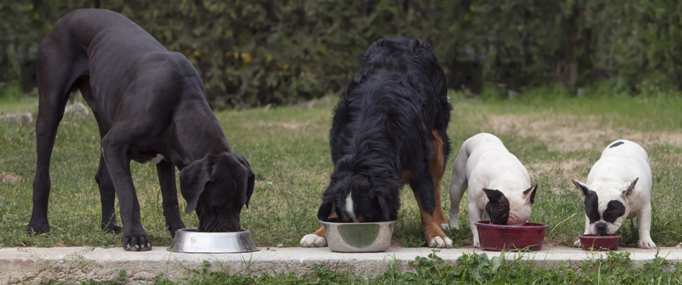 big-small-dogs-eating-food-in-a-row