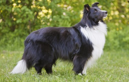 Black Border Collie Standing Border Collie Bow Wow Meow Pet Insurance