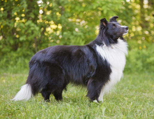 Black Border Collie Standing Border Collie Bow Wow Meow Pet Insurance