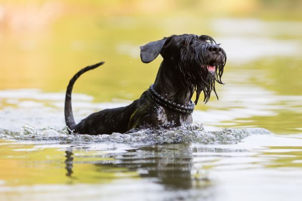 black colored Standard Schnauzer playing in the water