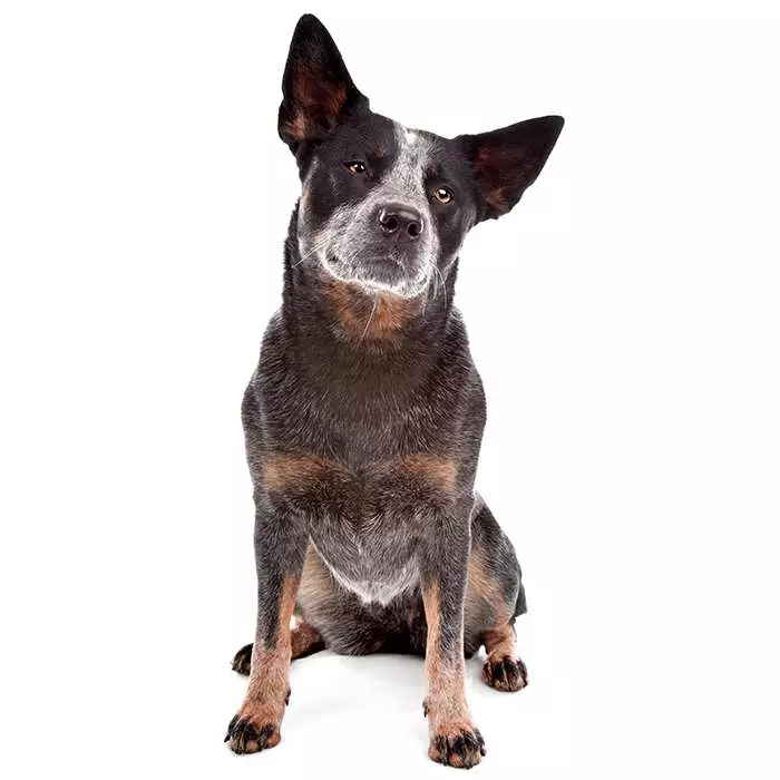 Facts about best sale blue heelers