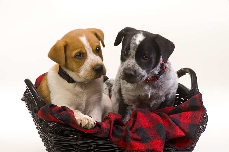 blue-heeler-australian-cattledog-red-heeler-puppies-in-basket Australian Cattle Dog Bow Wow Meow Pet Insurance