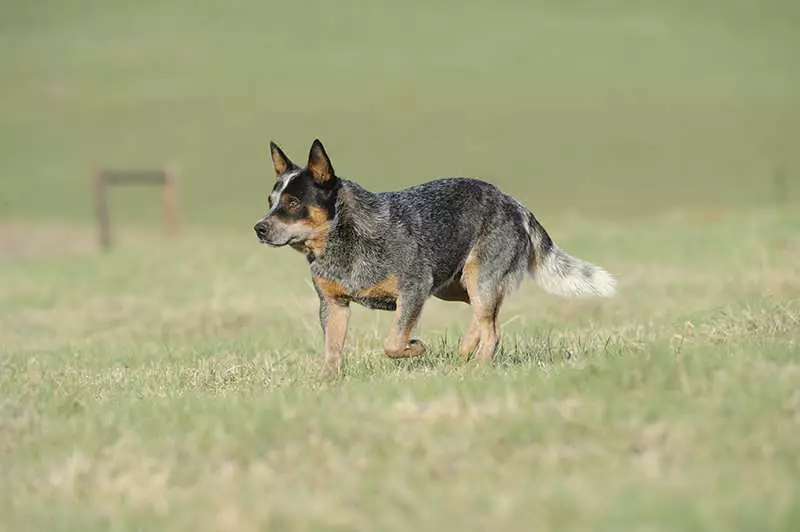 blue-heeler-australian-cattledog-stalking-in-grass Australian Cattle Dog Bow Wow Meow Pet Insurance