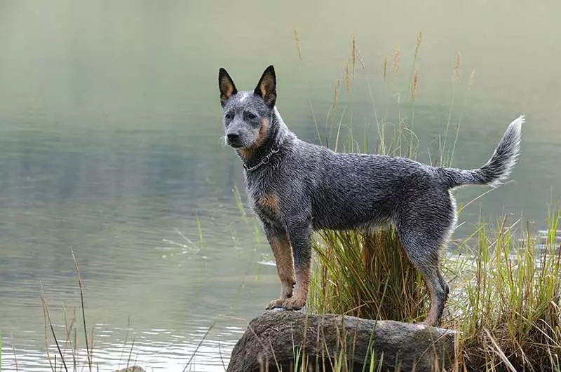 gray blue heeler