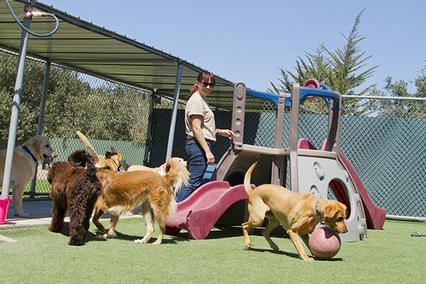 Dogs playing with staff in boarding kennel