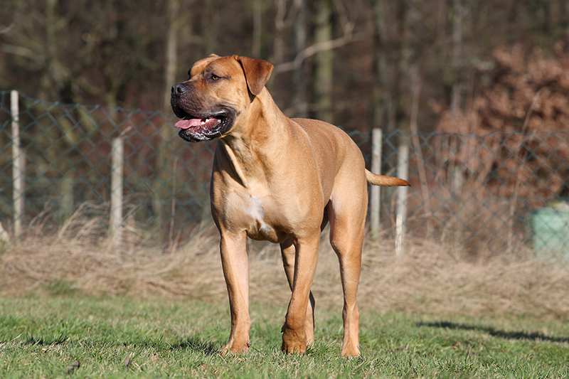 boerboel-standing-outside-young-adult Boerboel Bow Wow Meow Pet Insurance